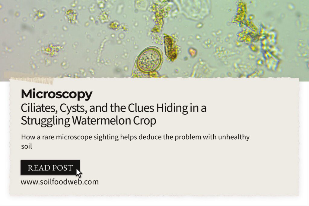 How a rare microbe find helps deduce the problem with unhealthy soil: ciliates, cysts, and the clues hiding in a struggling watermelon crop