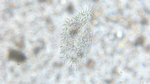Ciliate