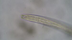 Predatory nematode
