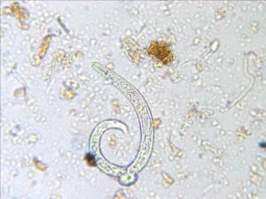 Root-feeding nematod