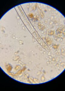 Fungal-feeding nematode